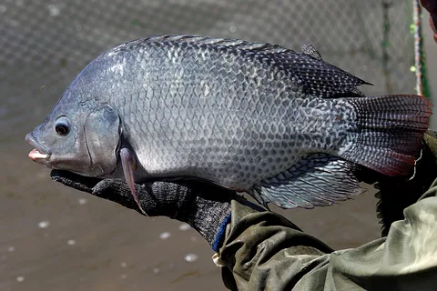 Tilapia